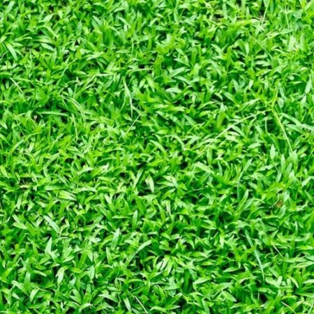 Buy Turf Sydney From Professional Landscapers Ensures Attractive Lawns