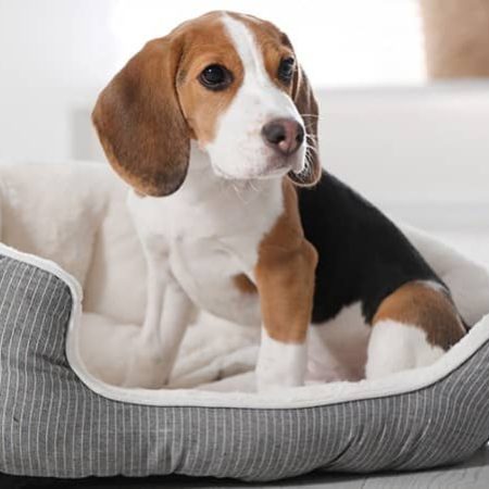 How To Pick A Dog Bed