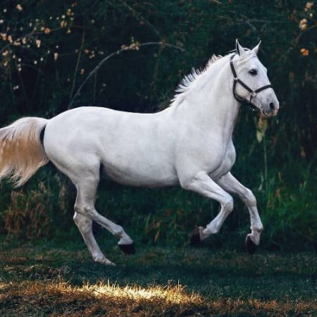 8 Interesting Facts About A Horse That One Should Know
