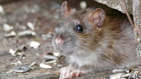 5 Signs Of Mice In Your Home